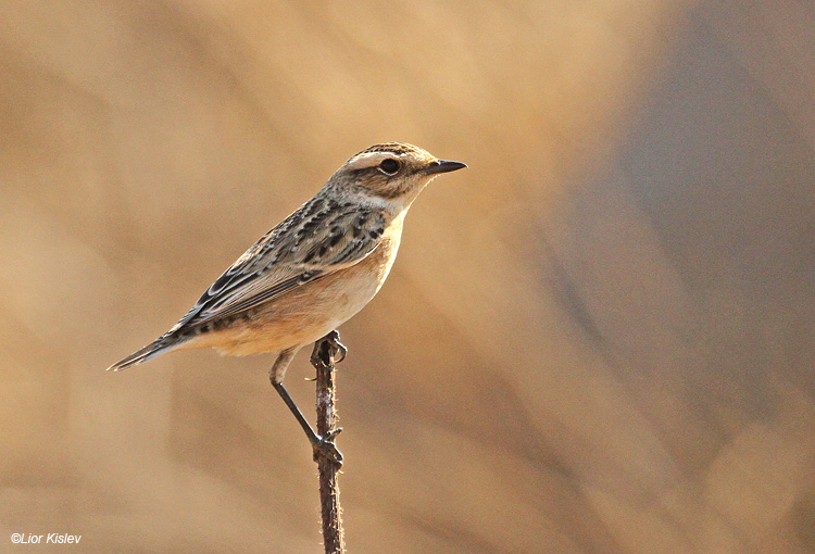    Whinchat Saxicola rubetra ,Bacha Valley,Golan ,05-09-11 Lior Kislev                       